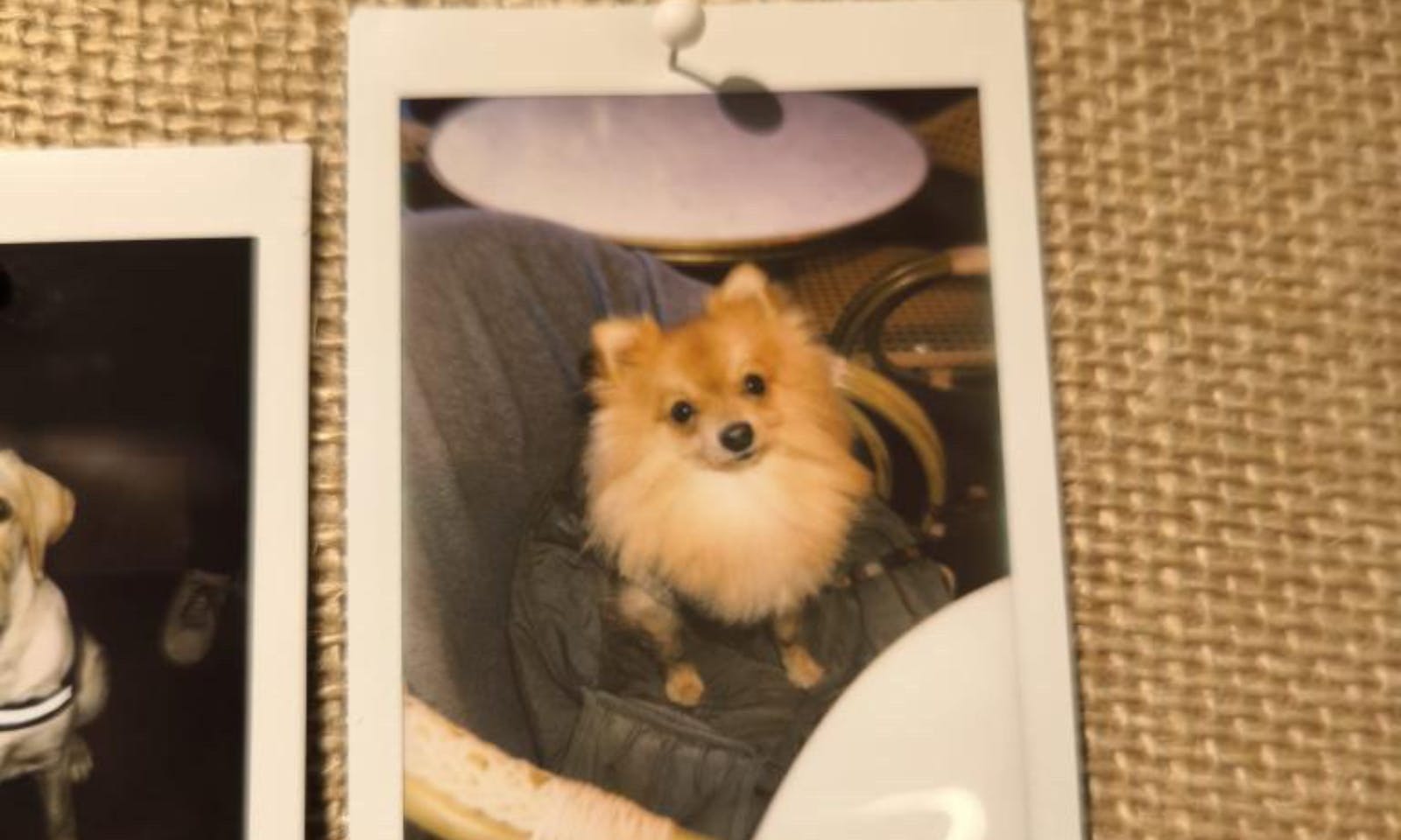 Bistro Verde, Kopenhagen – hundefreundliches, veganes Restaurant