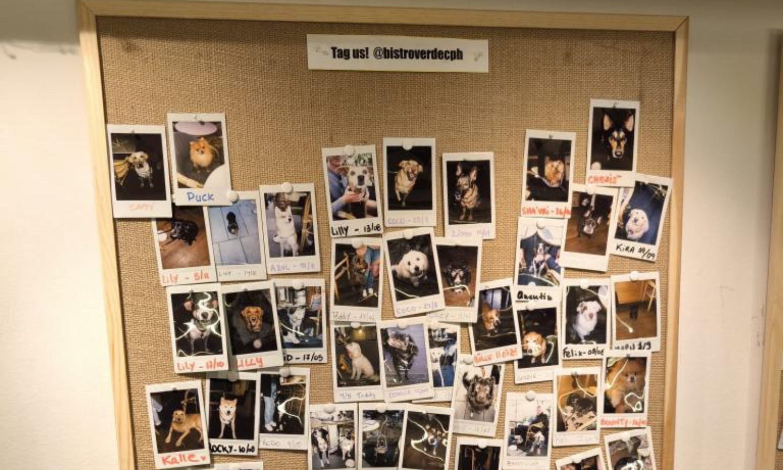 Bistro Verde, Kopenhagen – hundefreundliches, veganes Restaurant