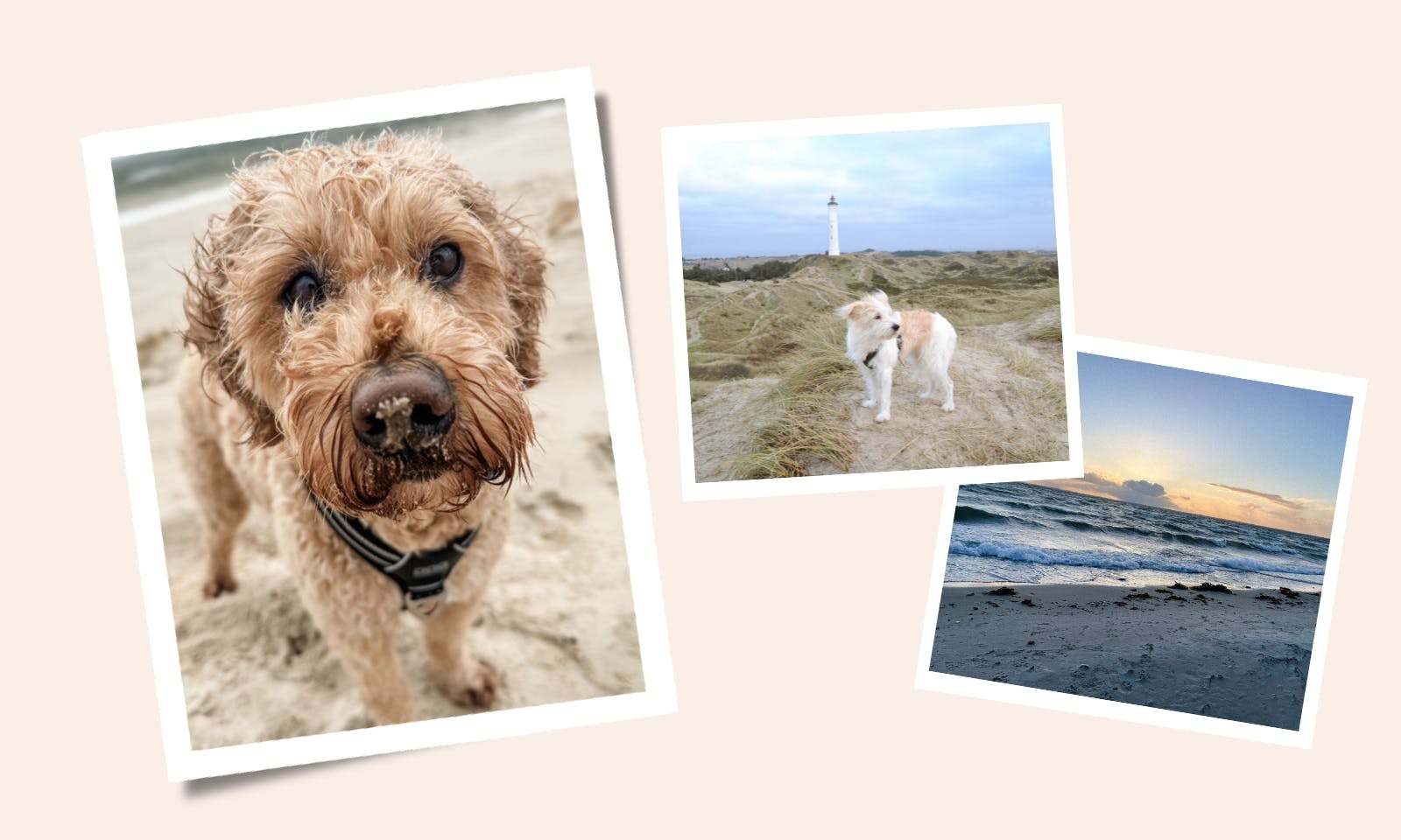 Die besten hundefreundlichen Orte in Dänemark – ein Community-Guide