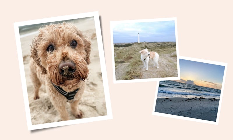 Die besten hundefreundlichen Orte in Dänemark – ein Community-Guide