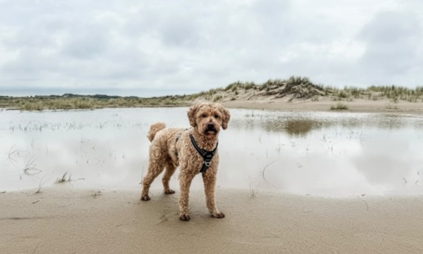 Goldendoodle in Råbjerg Mile