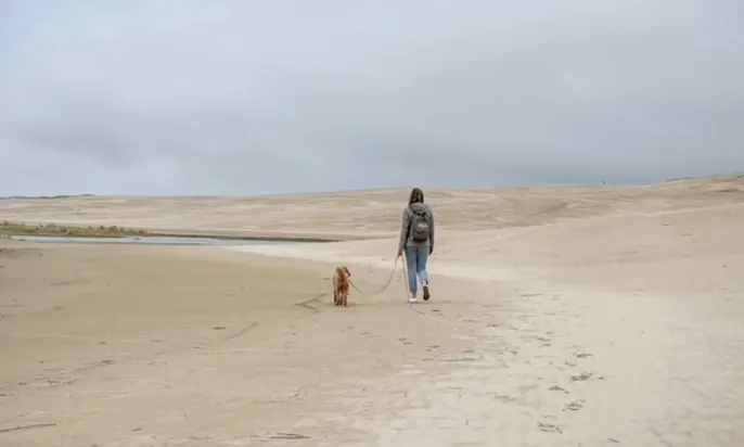 Goldendoodle mit Frau im dänischen Råbjerg Mile