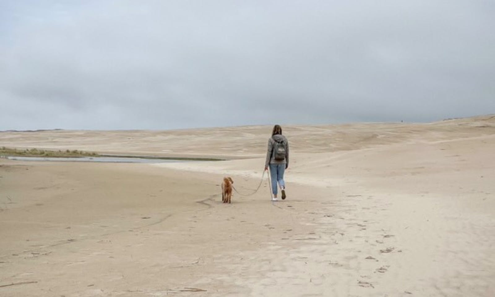 Goldendoodle mit Frau im dänischen Råbjerg Mile