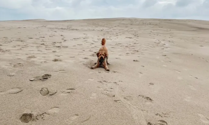 Goldendoodle in Råbjerg Mile
