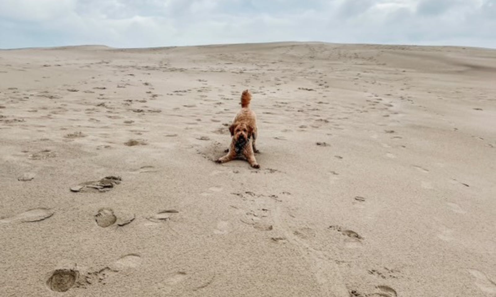 Goldendoodle in Råbjerg Mile