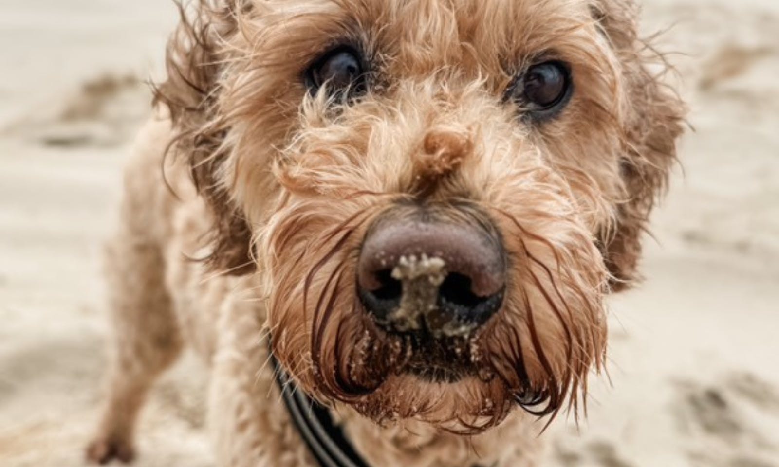 Goldendoodle in Råbjerg Mile
