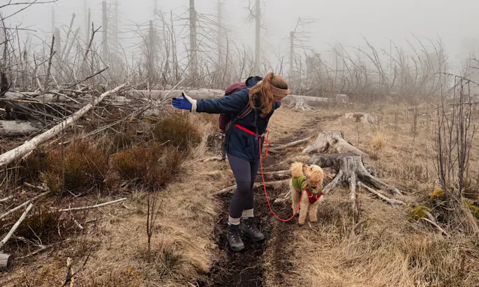 Wanderpfad durch ein von Naturveränderungen geprägtes Tal im Harz mit Hund