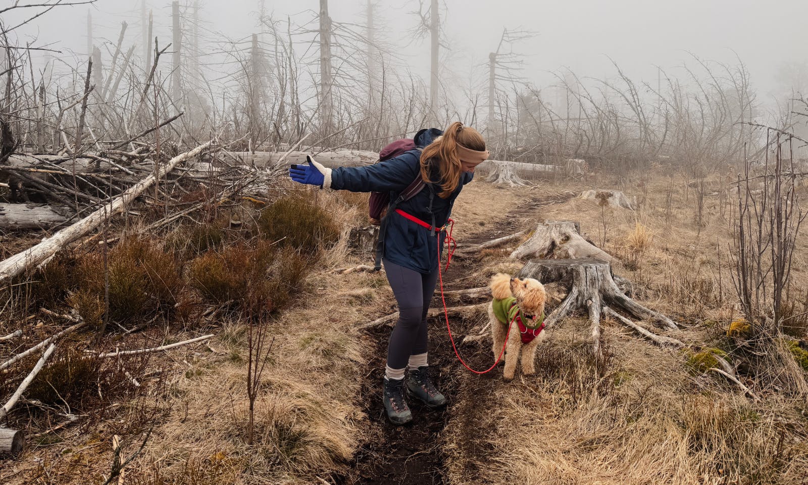 Wanderpfad durch ein von Naturveränderungen geprägtes Tal im Harz mit Hund
