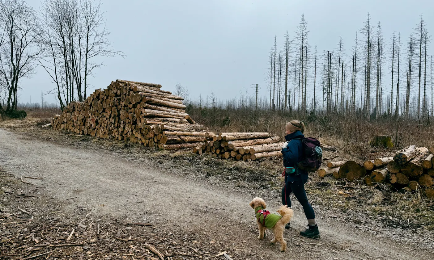 Wandering mit Hund im Harzer Wald