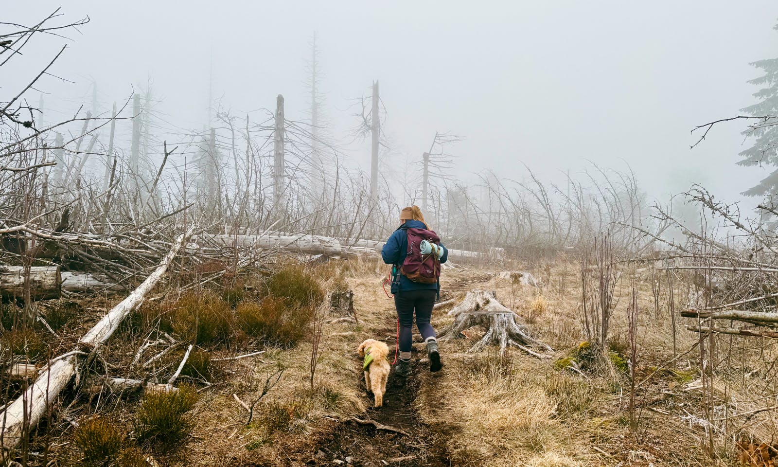 Eine Frau mit Hund auf einem Wanderweg im Wald des Harzer-Hexen-Stiegs