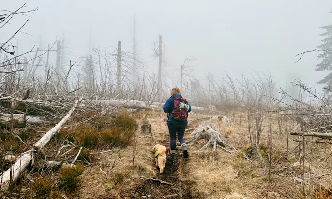 Wandern auf dem Harzer-Hexen-Stieg um Torfhaus mit Hund