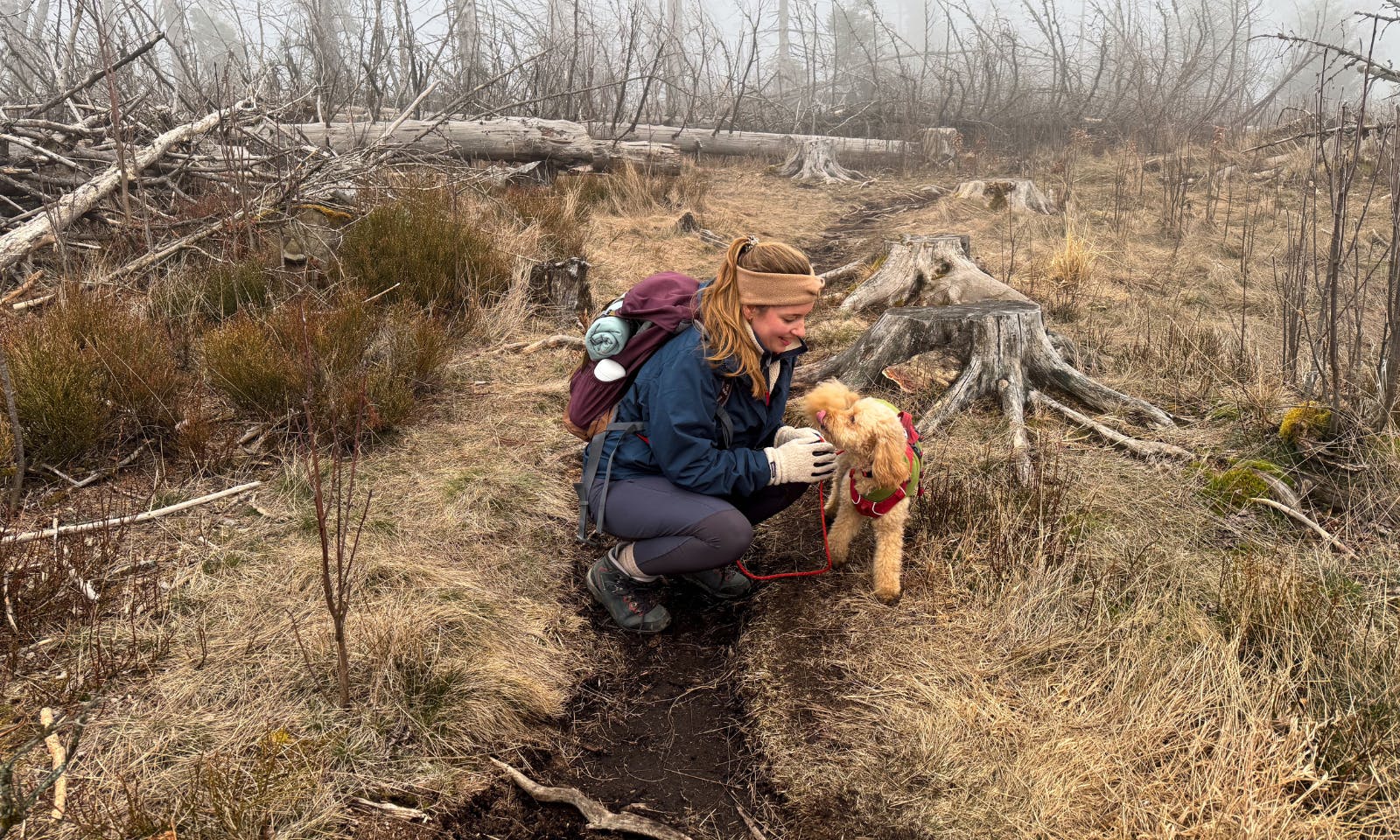 Wandern mit Hund im Harz
