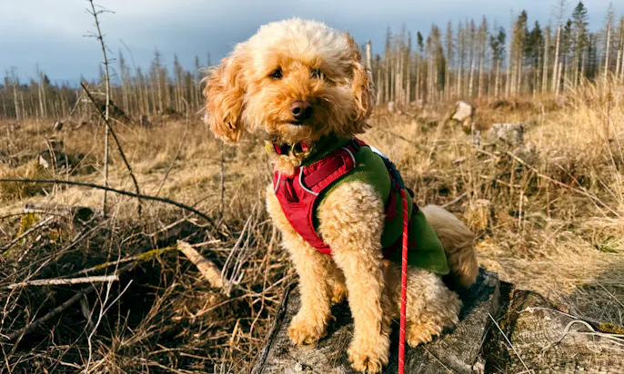 Wandern mit Hund im Harz