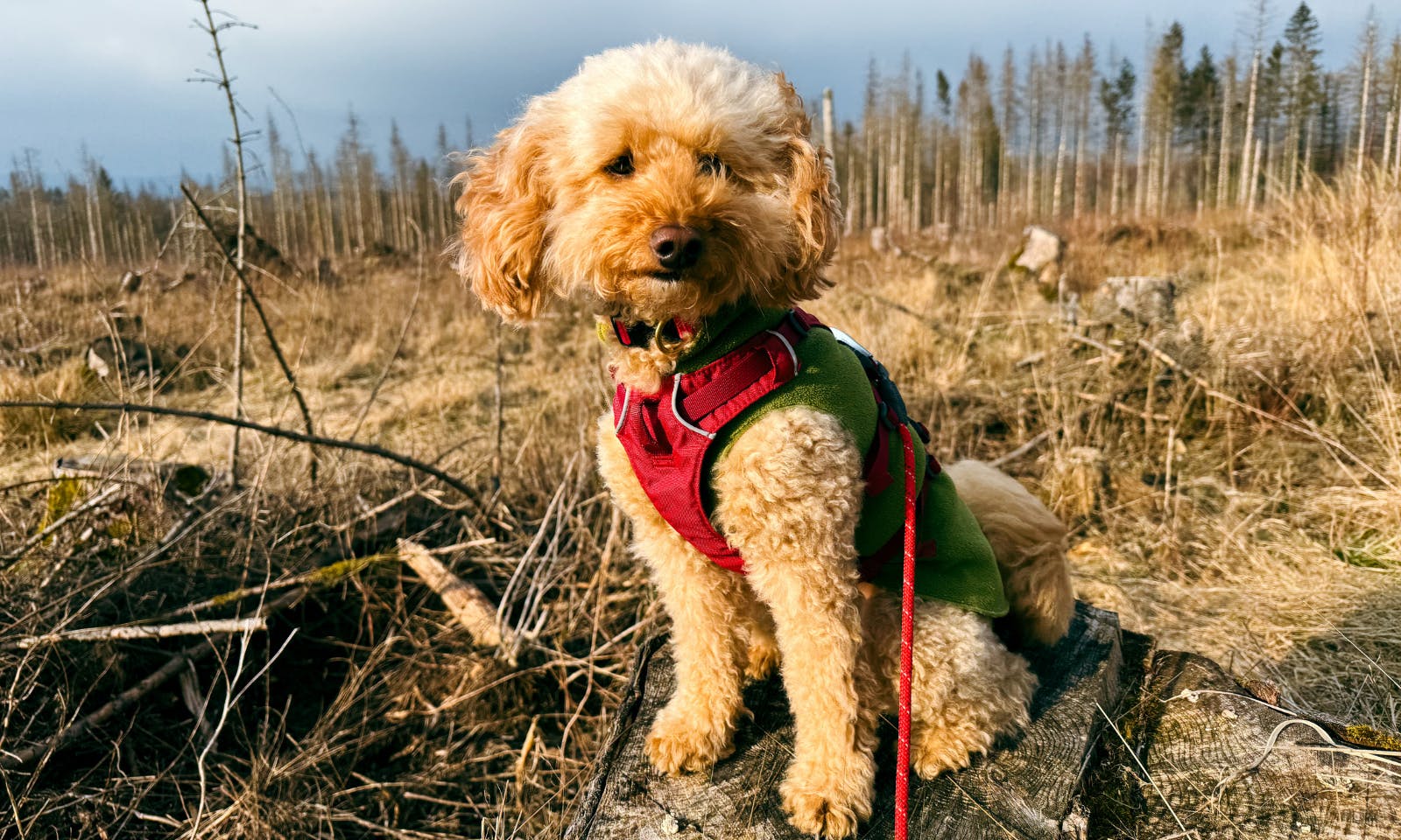 Wandern mit Hund im Harz