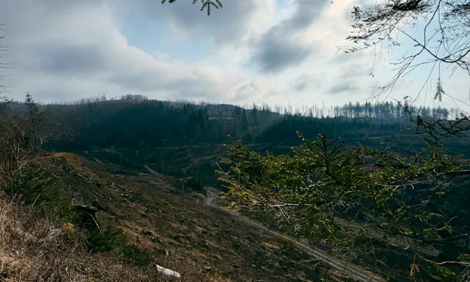 Wandern auf dem Harzer-Hexen-Stieg um Torfhaus mit Hund
