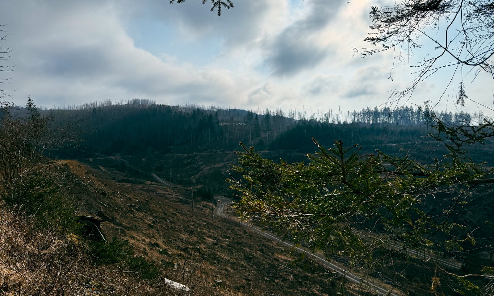 Wandern auf dem Harzer-Hexen-Stieg um Torfhaus mit Hund
