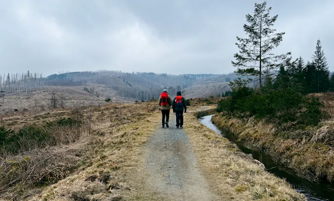 Dammgraben im Harz