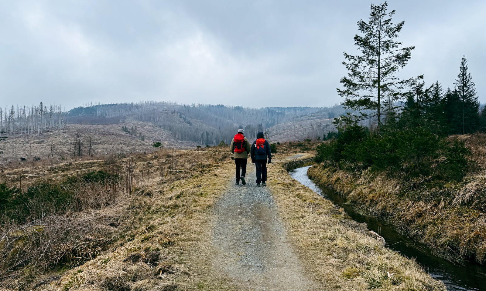 Dammgraben im Harz
