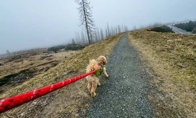 Ein Hund and der Leine auf einem Wanderweg des Harzer-Hexen-Stiegs