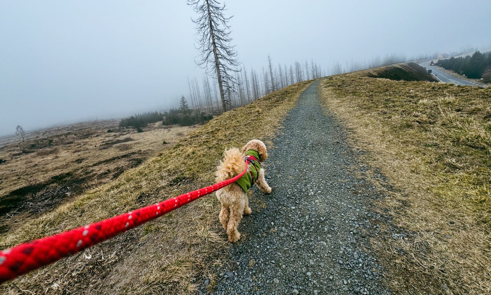 Hund auf dem Dammgraben im Harz
