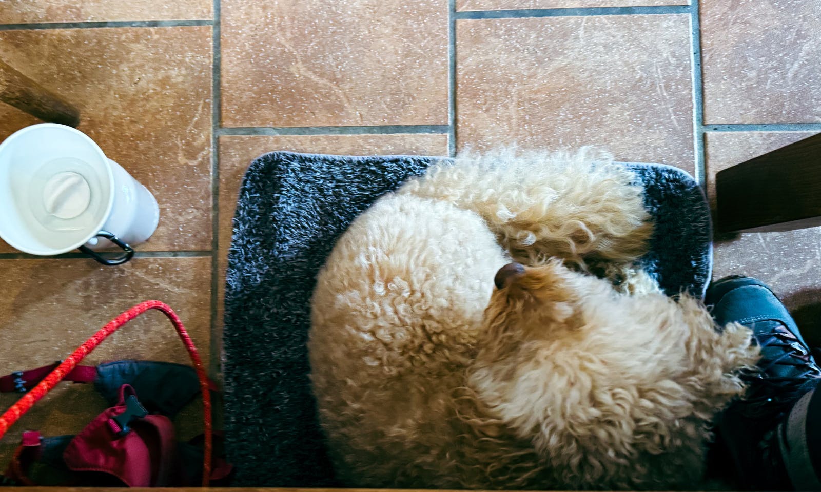 Gasthaus Sperberhaier Dammhaus im Harz mit Hund