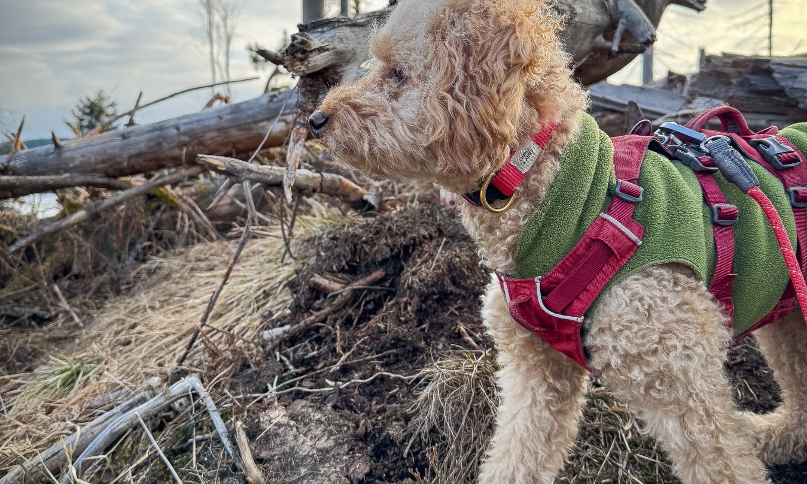 Wandern im Harz mit Hund