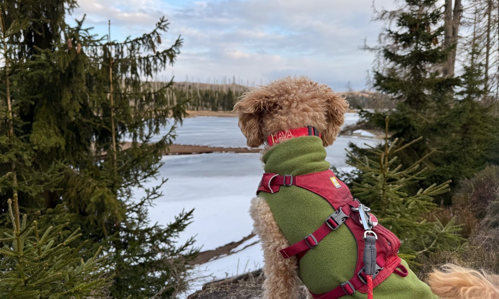 Goldendoodle schaut auf den Oderteich im Harz