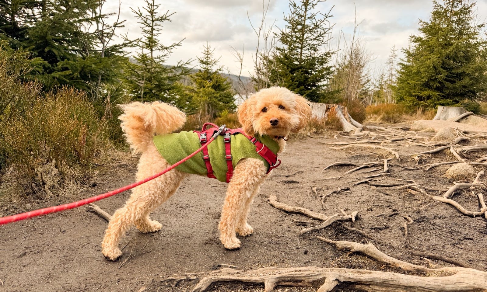 Wandern mit Hund im Harz am Oderteich