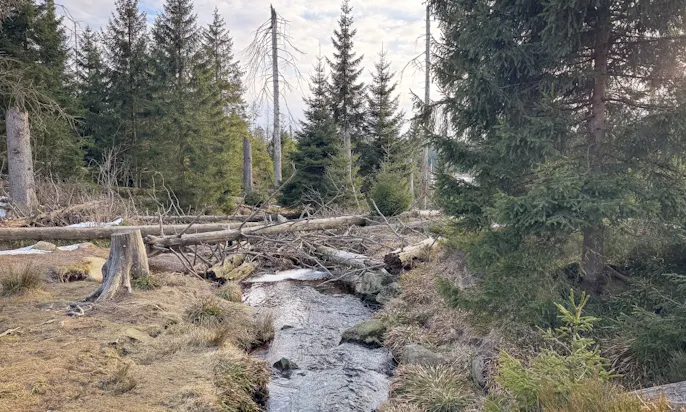 Bohlenstege