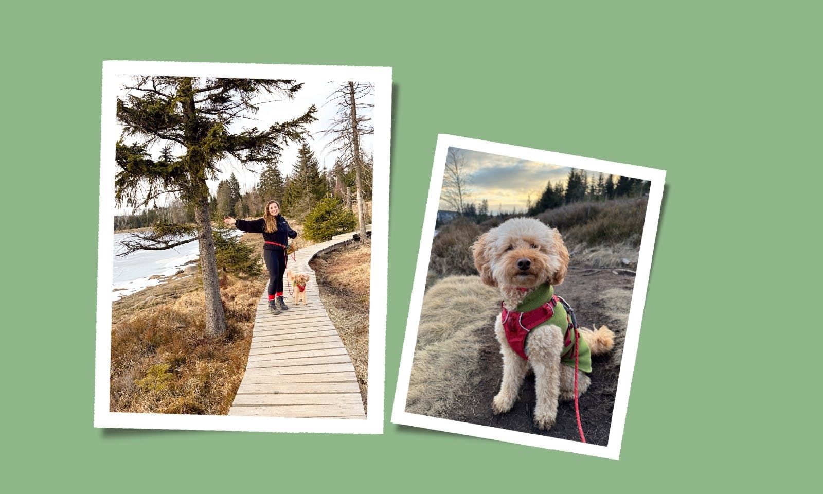 Wandern mit Hund im Harz: Der idyllische Oderteich-Rundweg im UNESCO-Welterbe