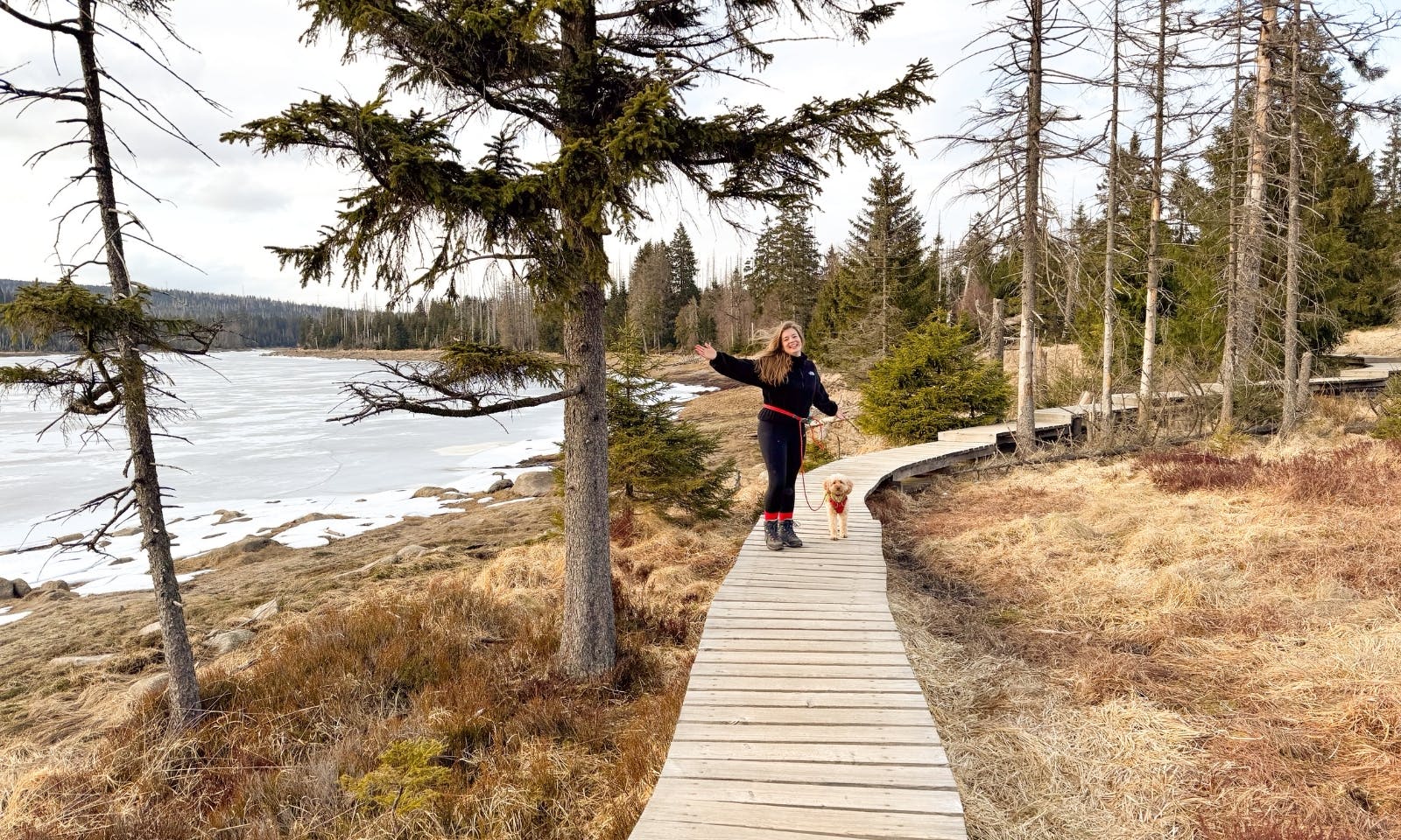 Hundeausflug in den Nationalpark Harz bei Torfhaus am Oderteich