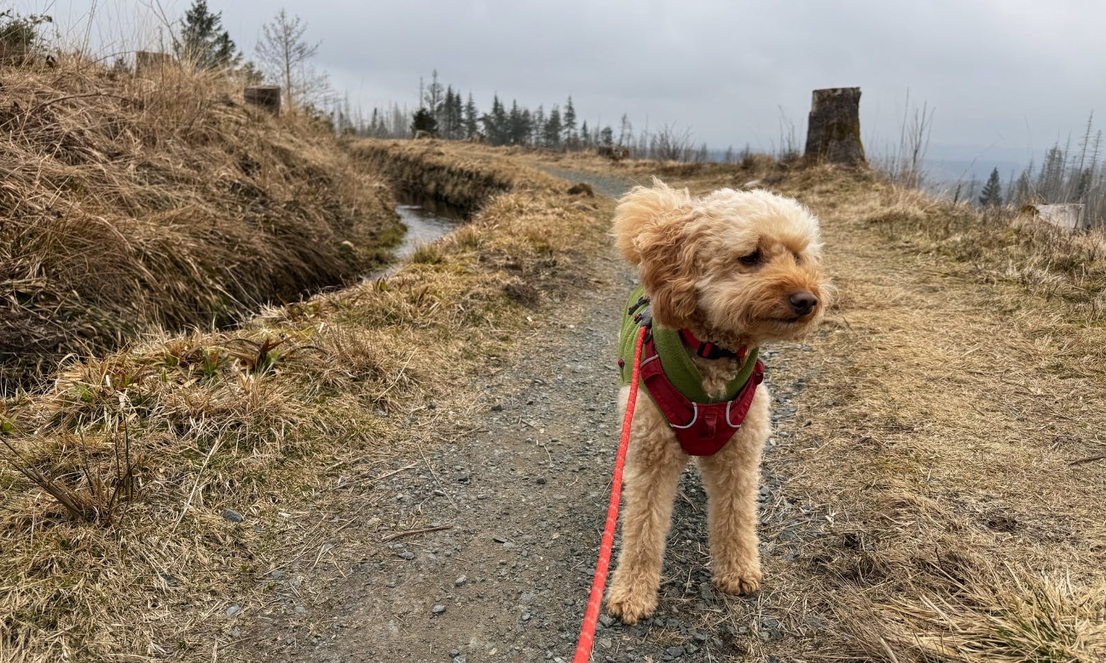Hund auf einem Wanderweg vom Buntenbock nach Torfhaus