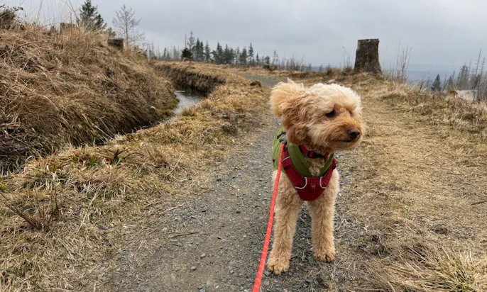 Goldendoodle auf dem Wanderweg Harzer-Hexen-Stiegs