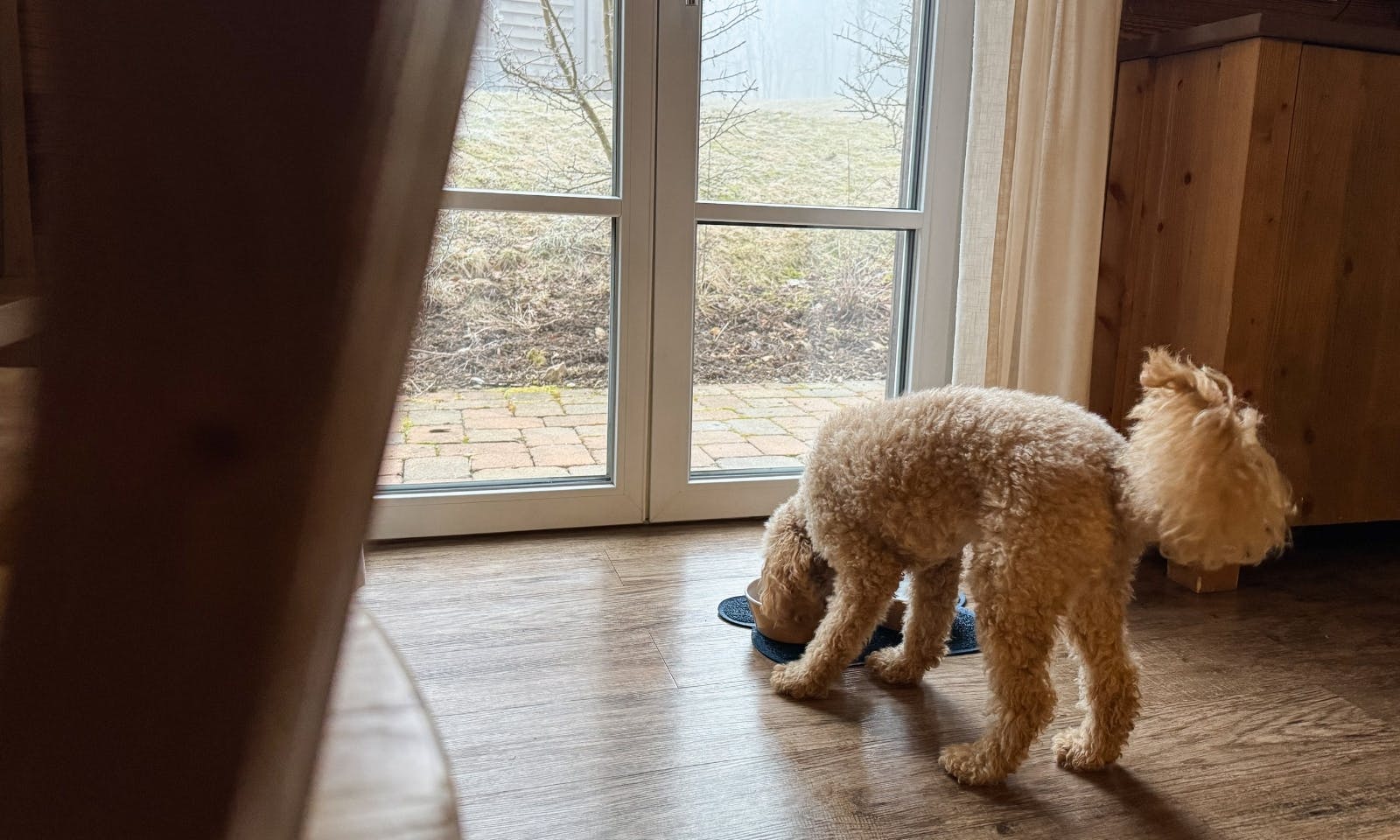 Workation im Torfhaus Harzresort mit Hund