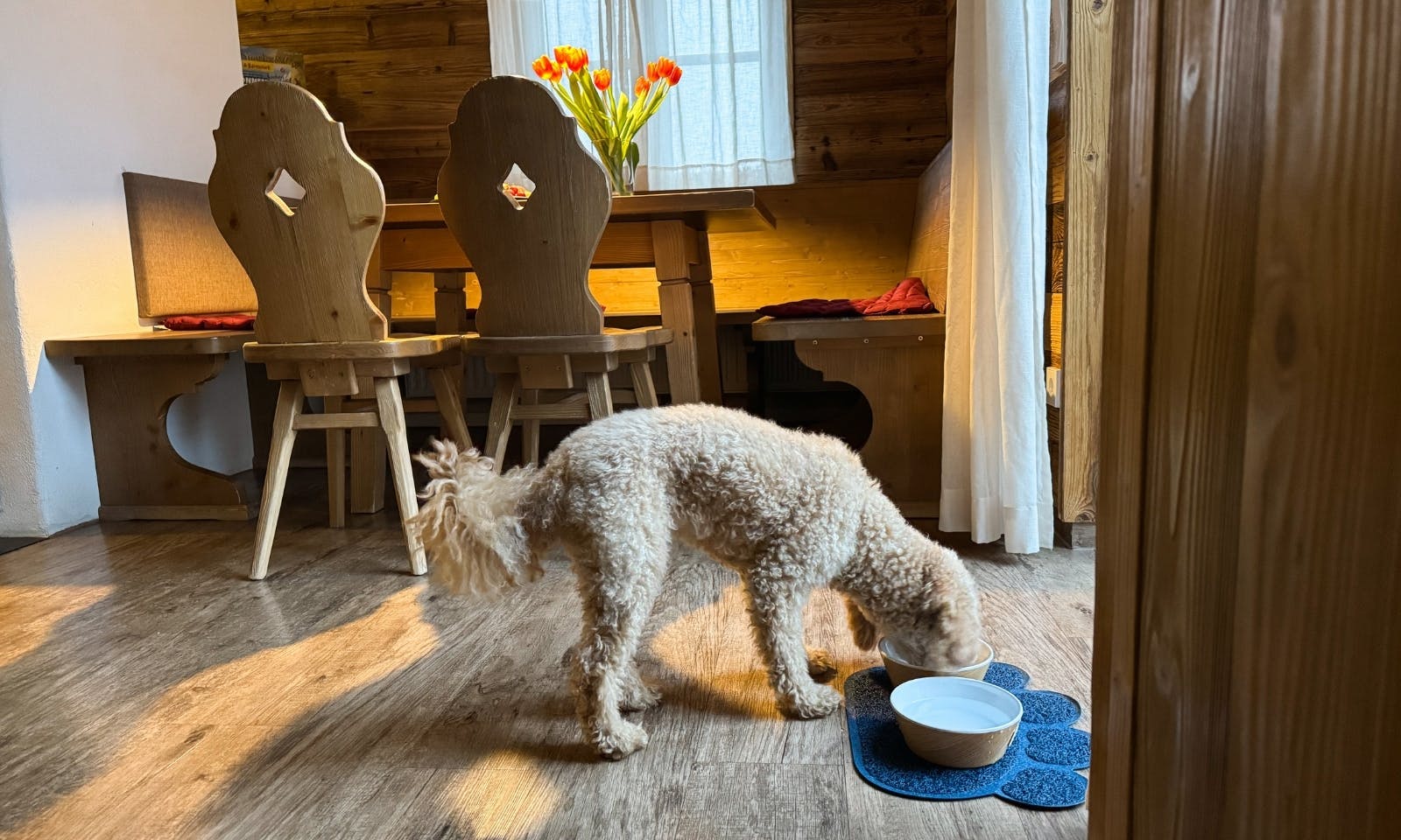 Goldendoodle frisst in der Premium Lodge Plus im Harz