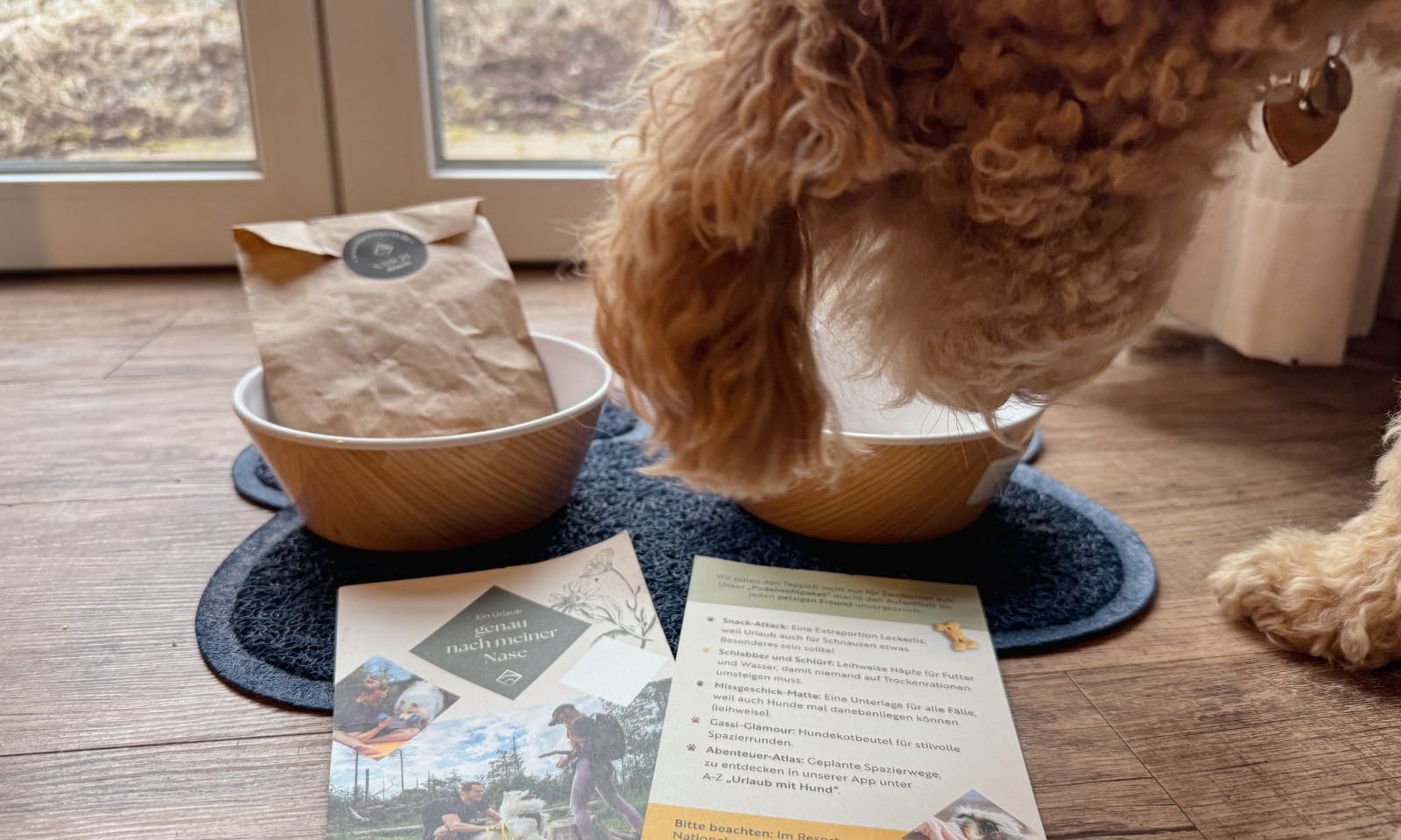 Leinenpflicht im Nationalpark Harz, Hund auf Wanderung.