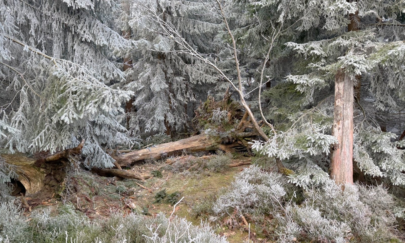 Wald am Torfhaus direkt hinter der der Lodge im Nationalpark Harz