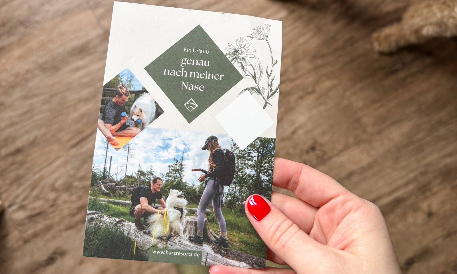 Leinenpflicht im Nationalpark Harz, Hund auf Wanderung.