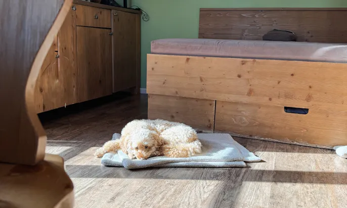 Hund fühlt sich pudelwohl im Hotel