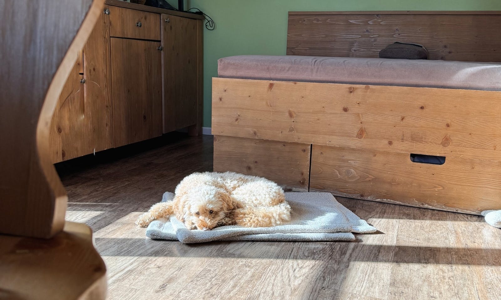 Hund fühlt sich pudelwohl im Hotel