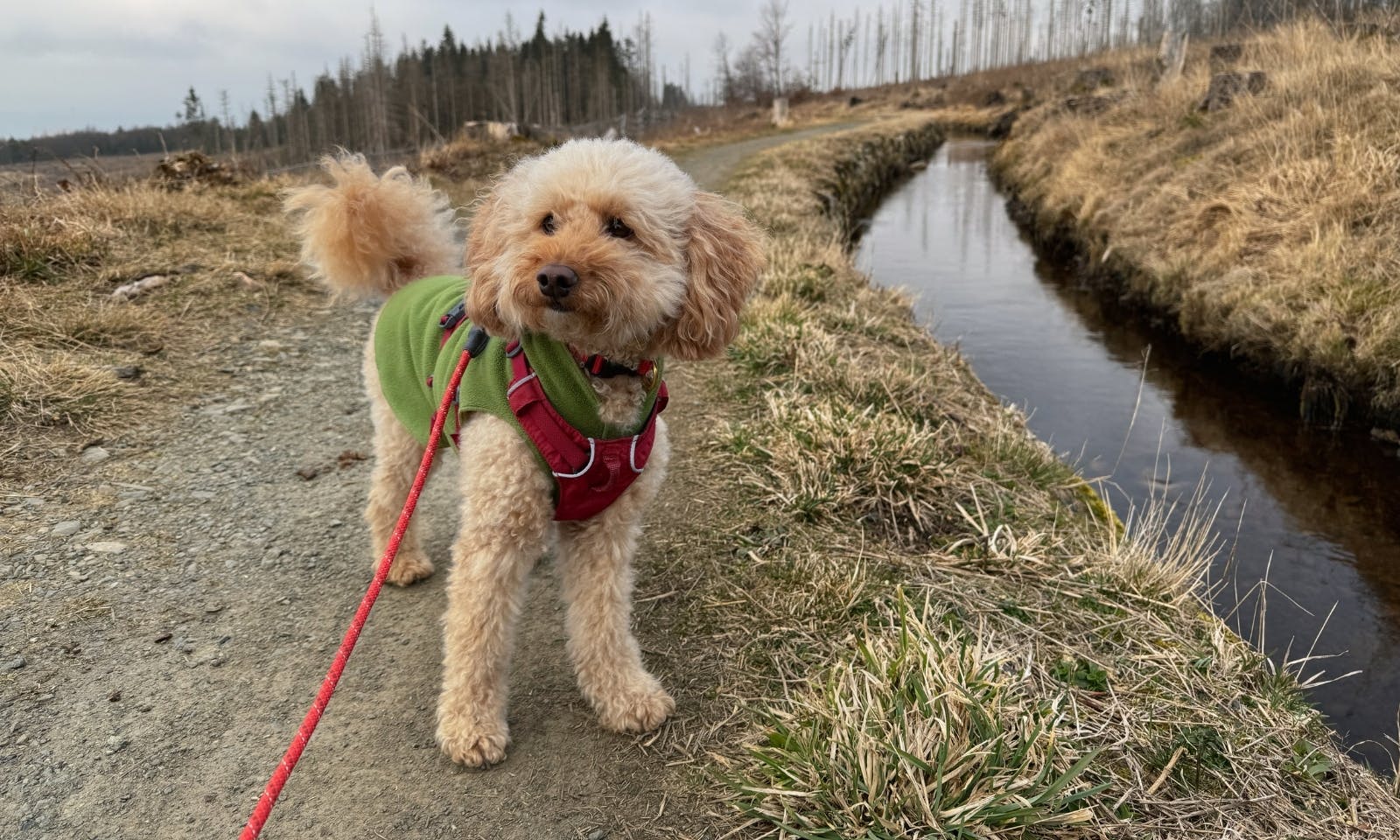 Pudel genießt die Wanderung im Nationalpark Harz