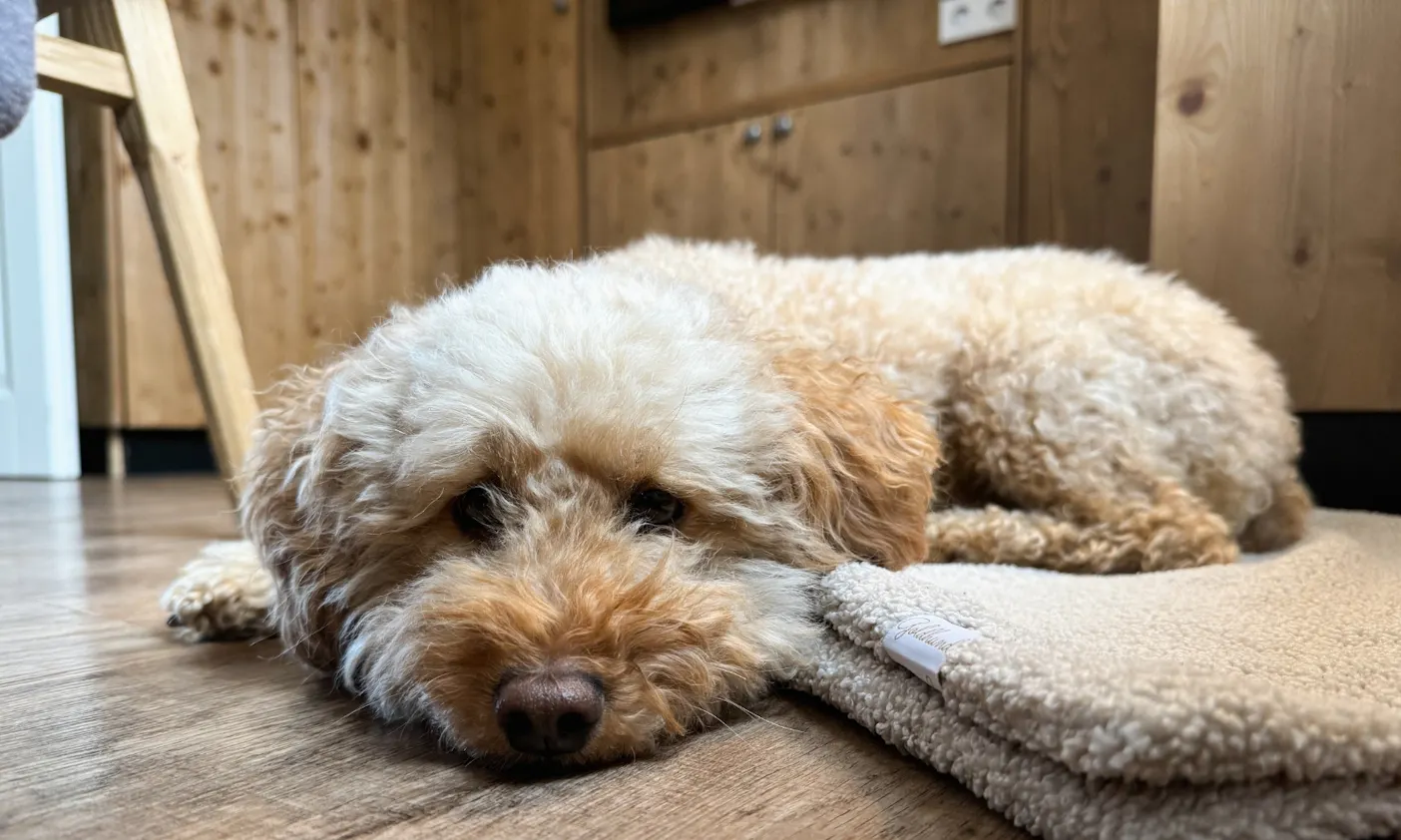 Goldendoodle im Wohnzimmer der Premium Lodge Plus