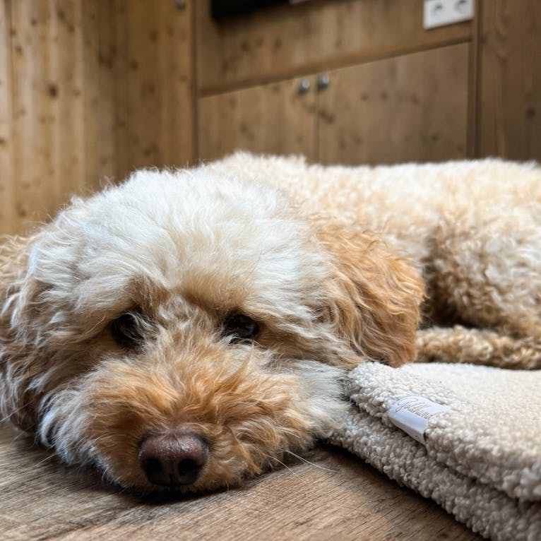 Goldendoodle im Torfhaus Harzresort