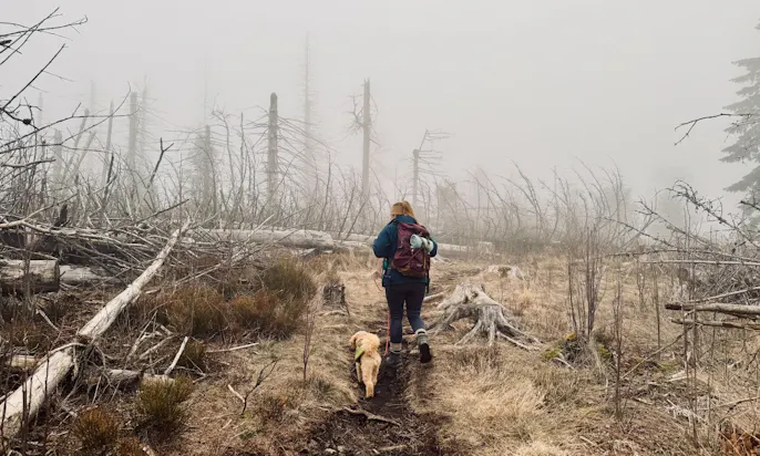 Wanderung mit Hund am Torfhaus