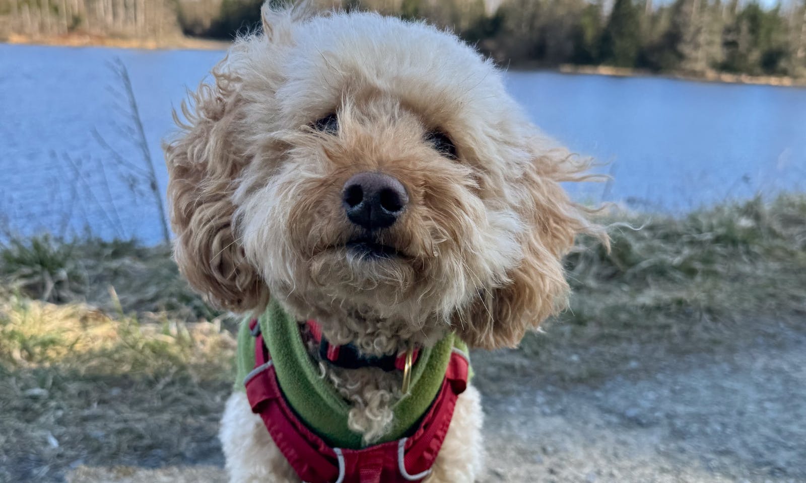 Hund vor dem Bärenbrucher Teich in der Sonne