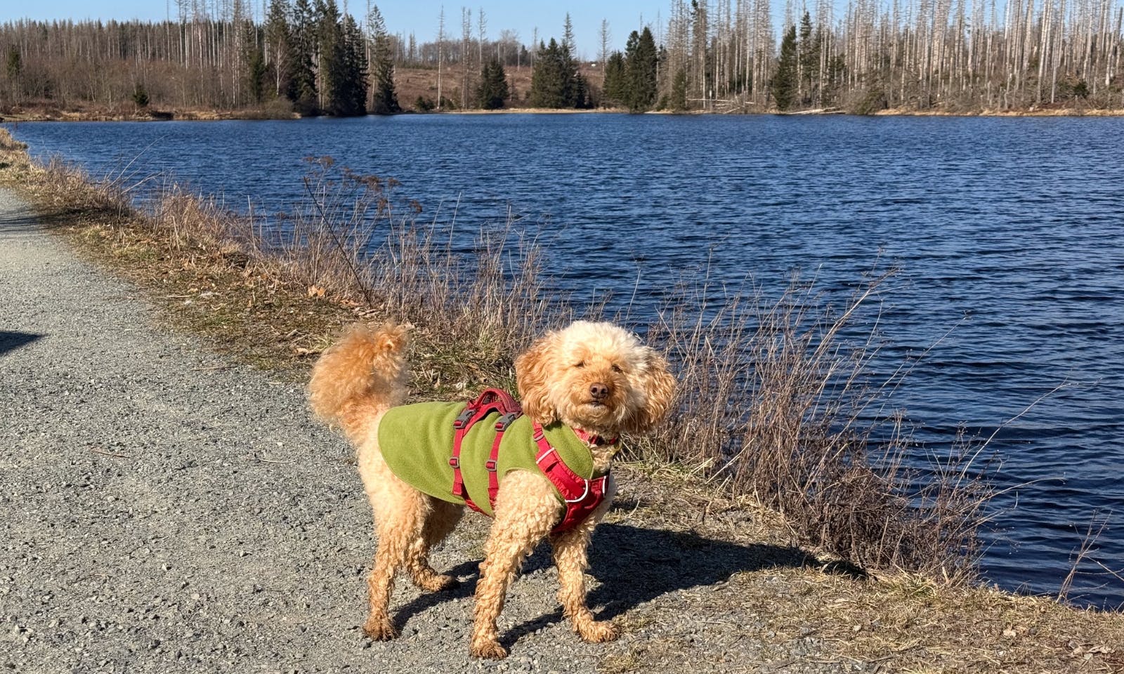 Hund vor dem Bärenbrucher Teich in der Sonne