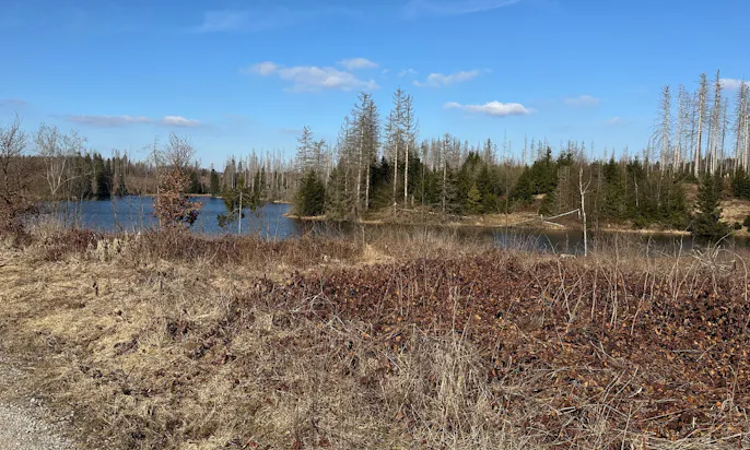 Bärenbrucher Teich