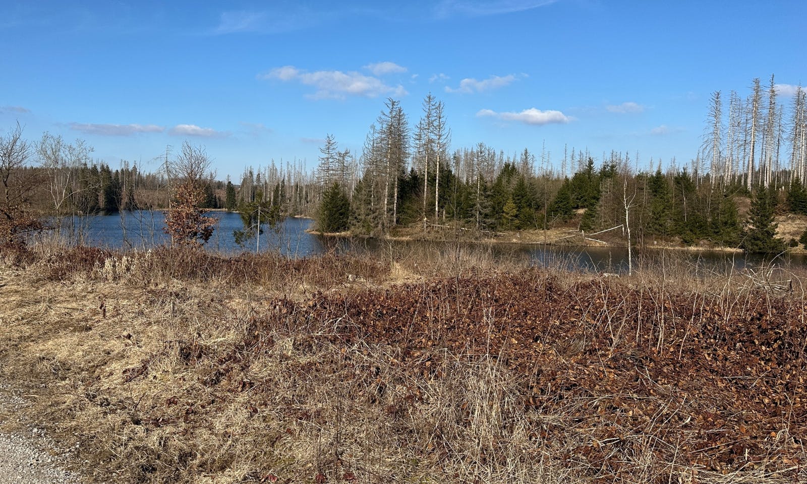 Bärenbrucher Teich