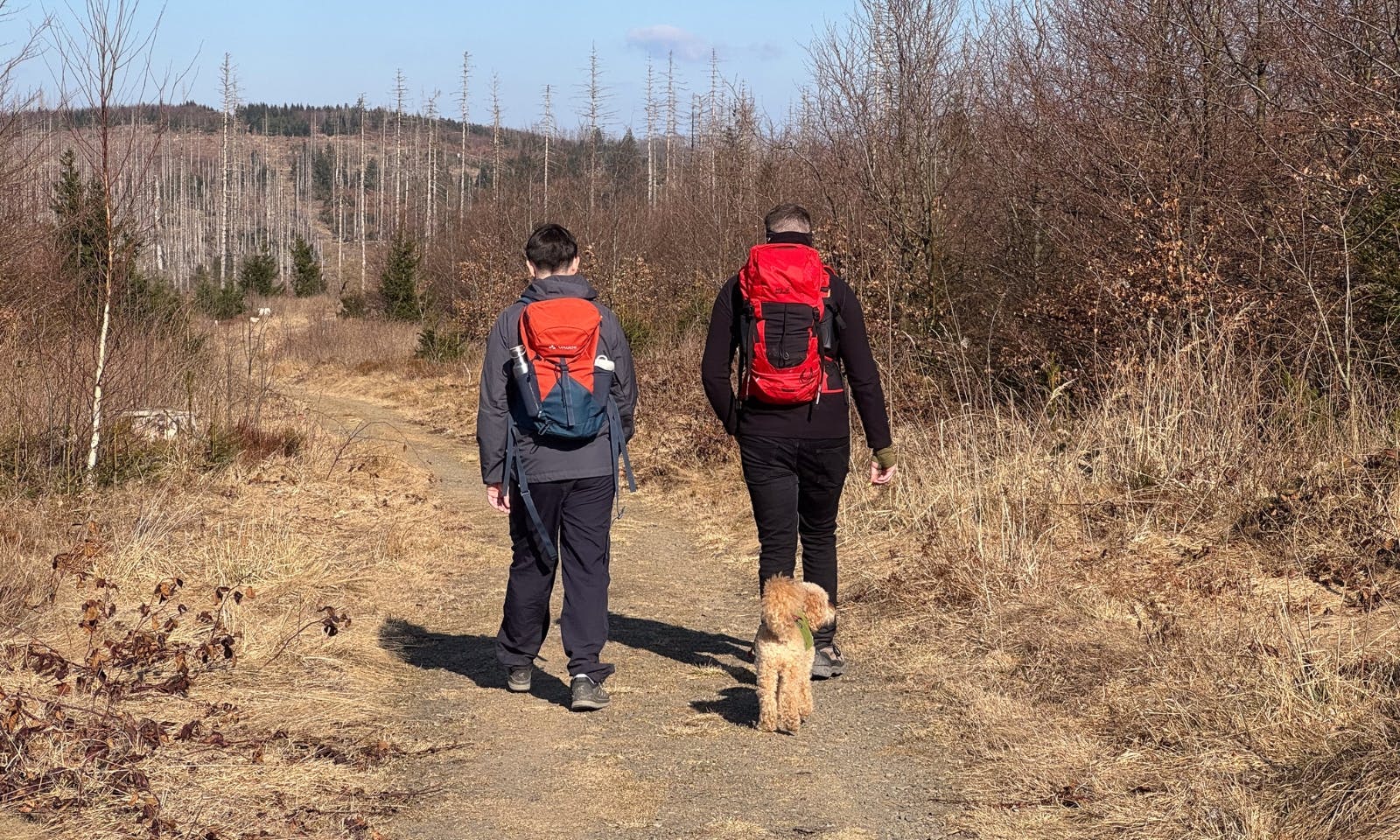 Wandern mit Hund auf dem Harzer-Hexen-Stieg