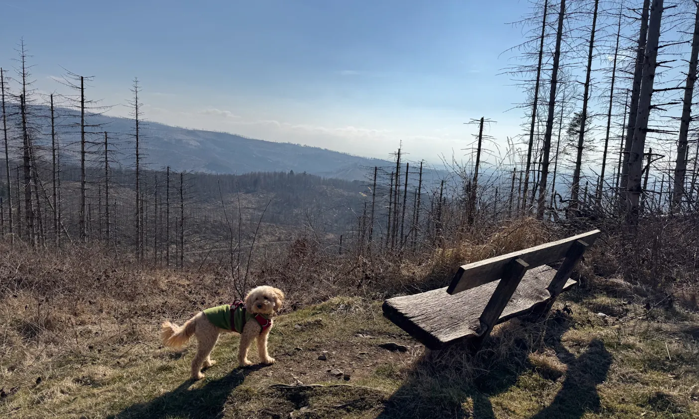 Panoramablicke auf der ersten Etappe des Harzer-Hexen-Stiegs mit Hund